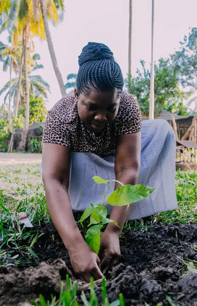 Frau pflanzt einen kleinen Kakaosetzling in die Erde, umgeben von tropischer Vegetation – Symbol für nachhaltigen Kakaoanbau.